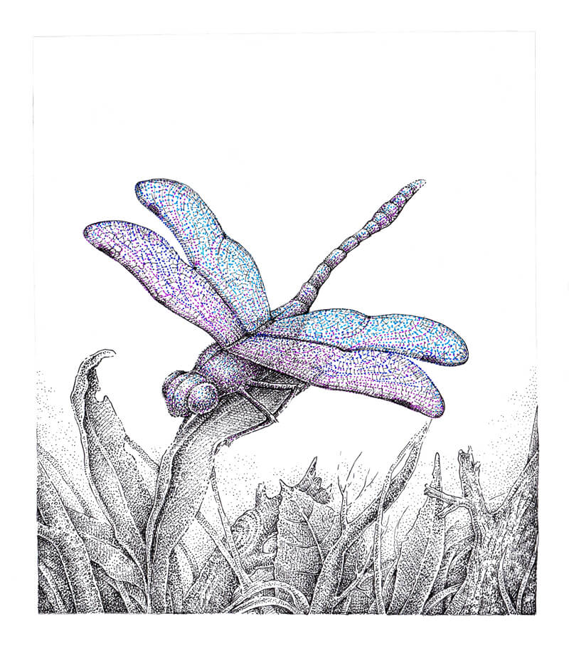 https://thevirtualinstructor.com/blog/wp-content/uploads/2018/06/7-drawing-dragonfly-ink-stippling-completing-the-artwork.jpg