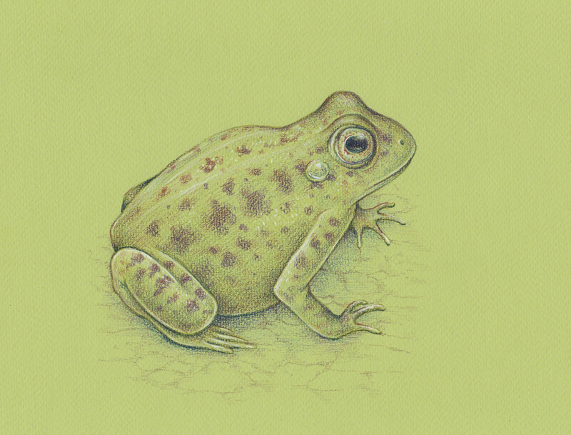 Graphitint Drawing of a Frog