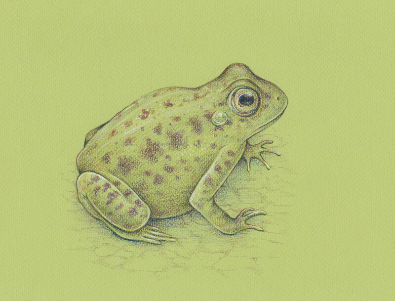 How to Draw a Frog (Step by Step with Pictures)