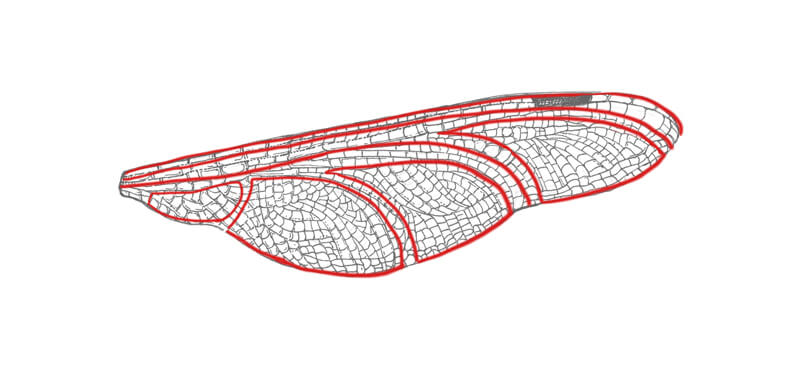 Smaller segments in a dragonfly wing