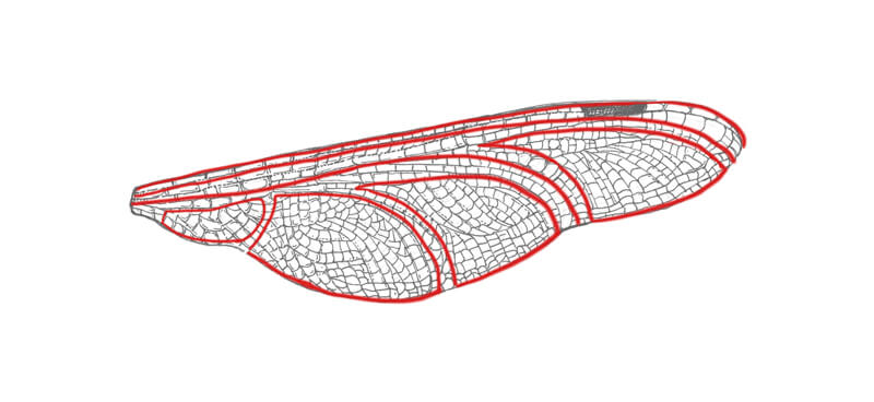 https://thevirtualinstructor.com/blog/wp-content/uploads/2018/06/dragonfly-wing-segments.jpg