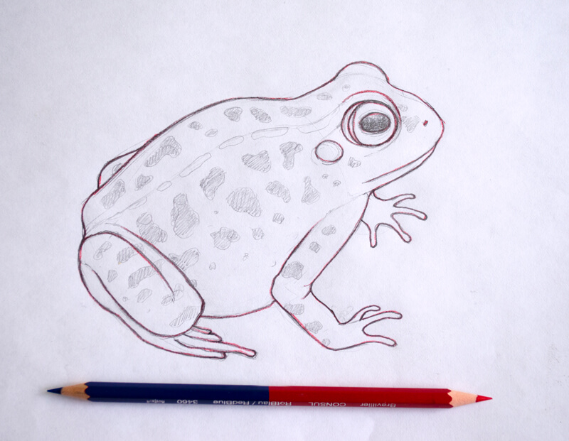 pencil drawing of a frog