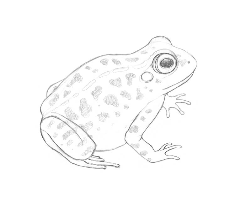 Completed pencil sketch of the frog