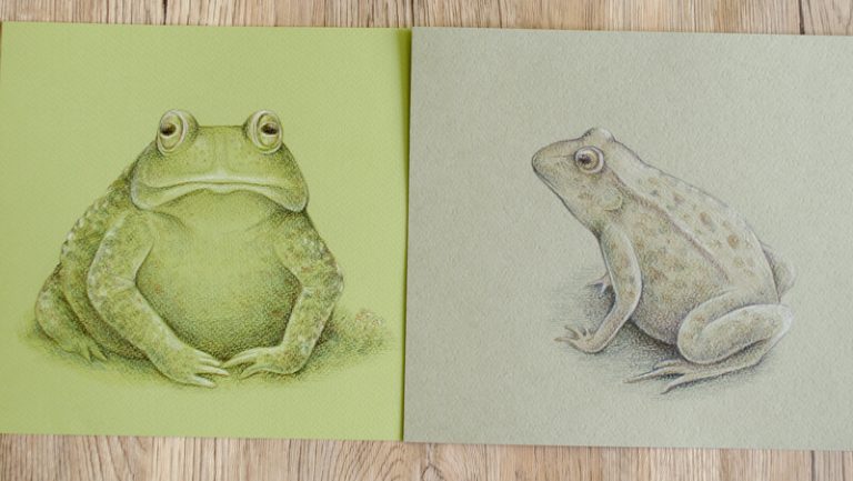 How to Draw a Frog with Graphitint Pencils