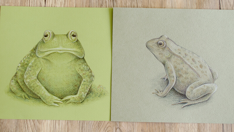 Frog sketches with Graphitint pencils