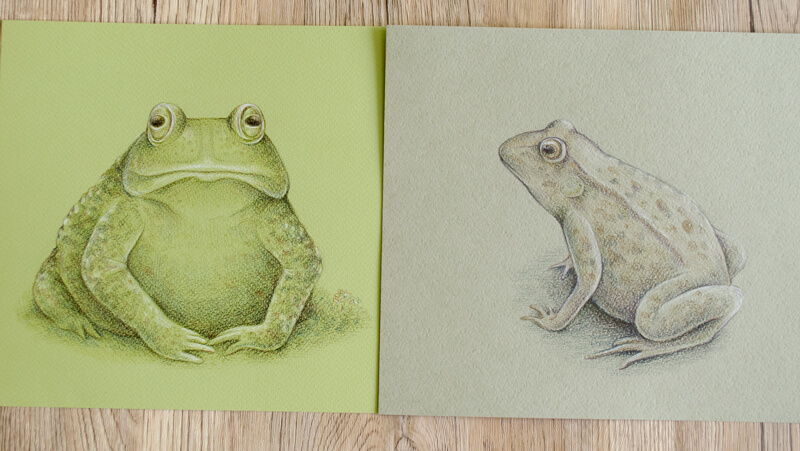 How to Draw a Realistic Frog