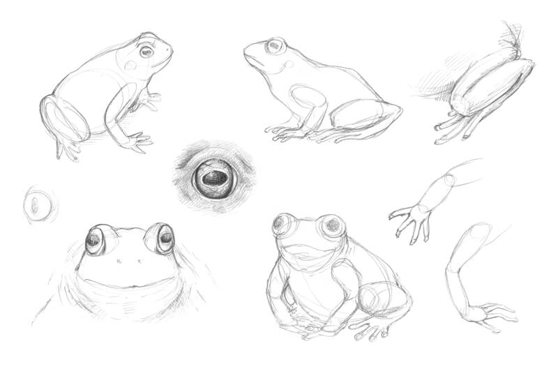 How to Draw a Frog