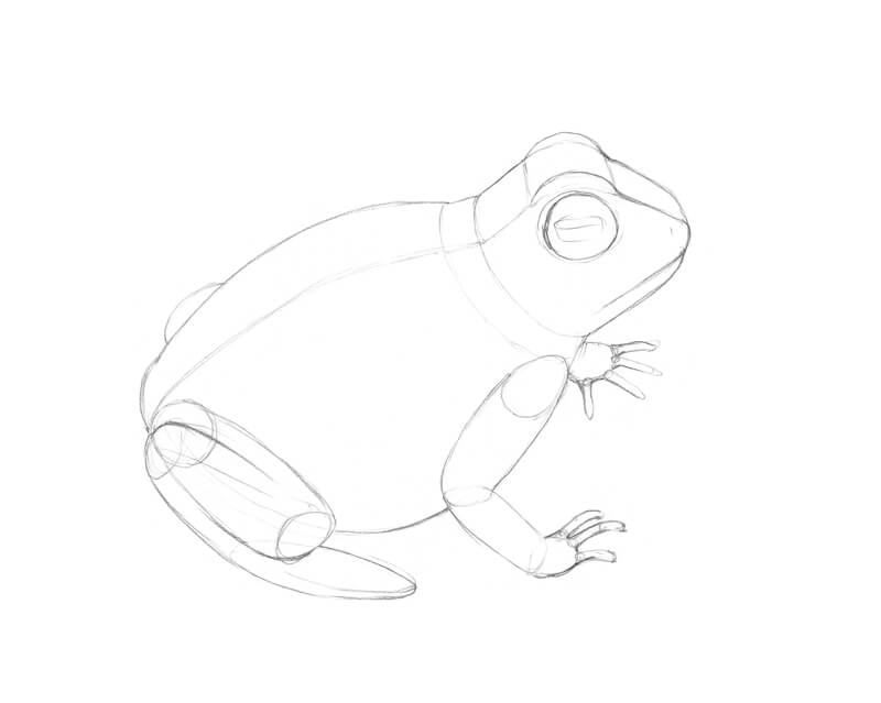 pencil drawing of a frog