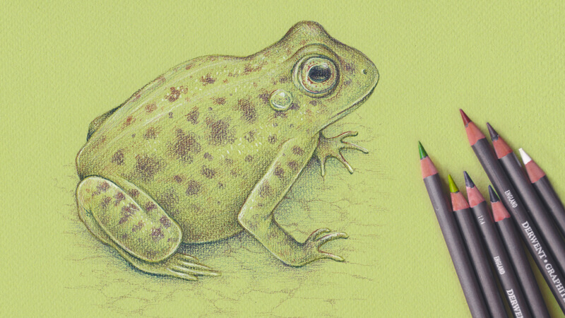 How to draw a frog with Graphitint Pencils