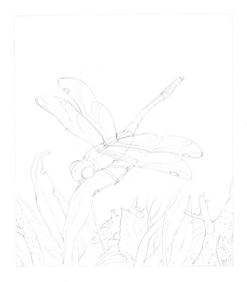 Pencil underdrawing of a dragonfly