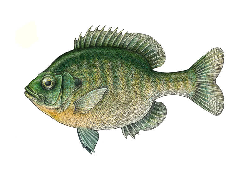 inrathanak008 on X: How to Draw Fish Drawing with Colored Markers, fish  drawing - thirstymag.com