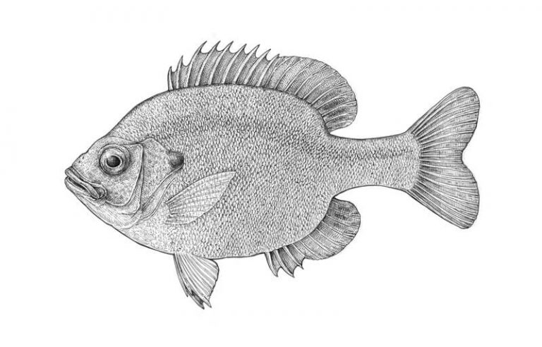 Draw a Fish: Pen and Ink Drawing with Digital Painting