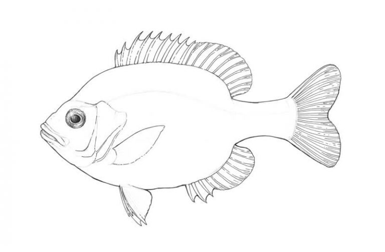 Draw a Fish: Pen and Ink Drawing with Digital Painting