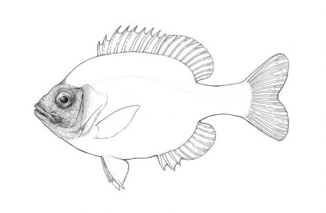 Draw a Fish: Pen and Ink Drawing with Digital Painting