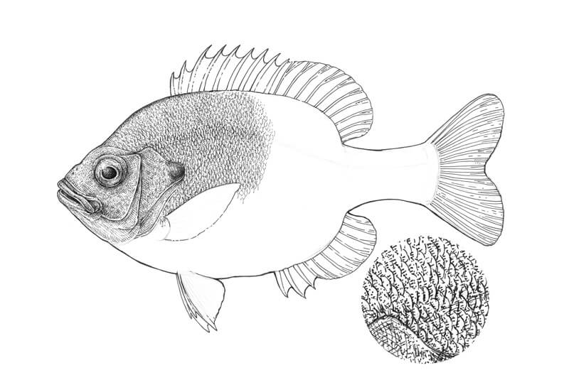 Featured image of post How To Draw Fish Scales There are four types of fish scales