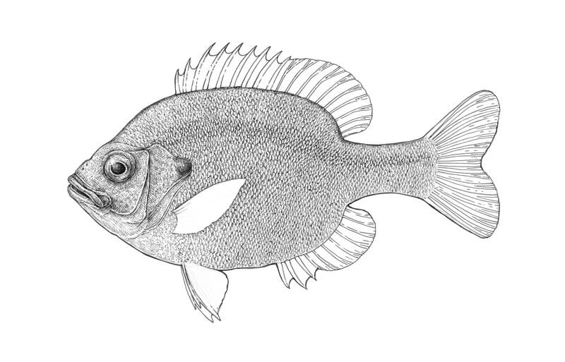 Draw a Fish: Pen and Ink Drawing with Digital Painting