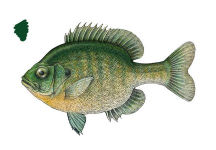 Draw a Fish: Pen and Ink Drawing with Digital Painting