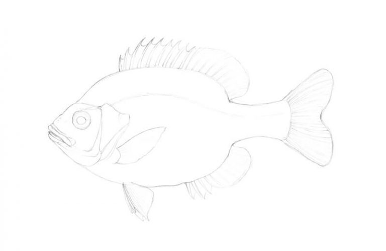 Draw a Fish: Pen and Ink Drawing with Digital Painting