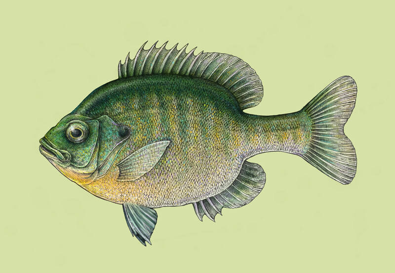 Draw a Fish: Pen and Ink Drawing with Digital Painting