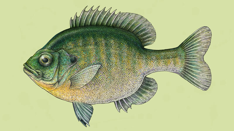 Draw a Fish: Pen and Ink Drawing with Digital Painting