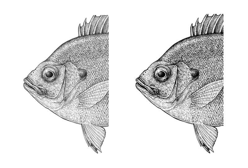 Draw a Fish: Pen and Ink Drawing with Digital Painting