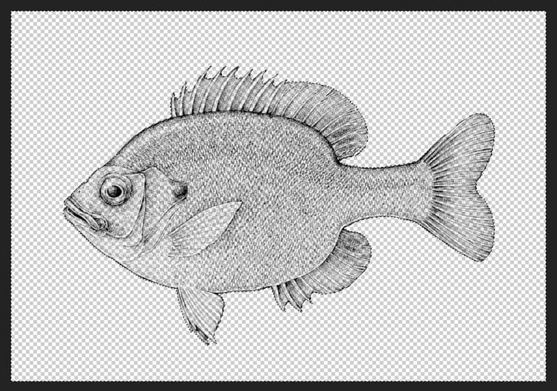 Draw a Fish: Pen and Ink Drawing with Digital Painting