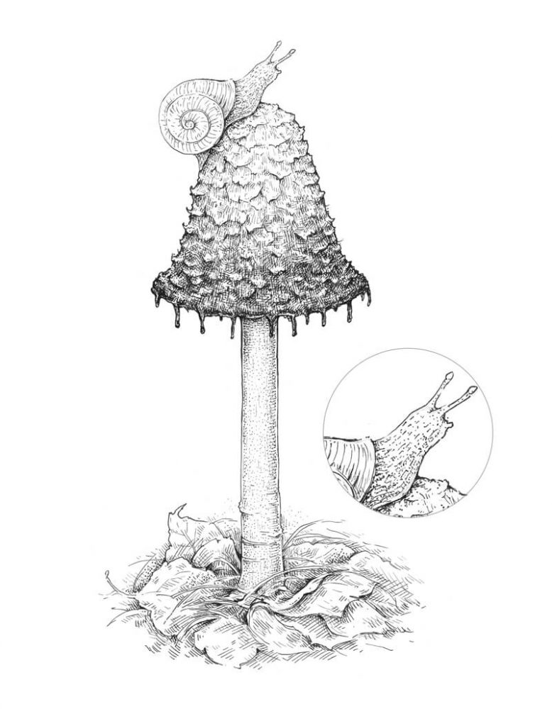 How to Draw a Mushroom Pen and Ink