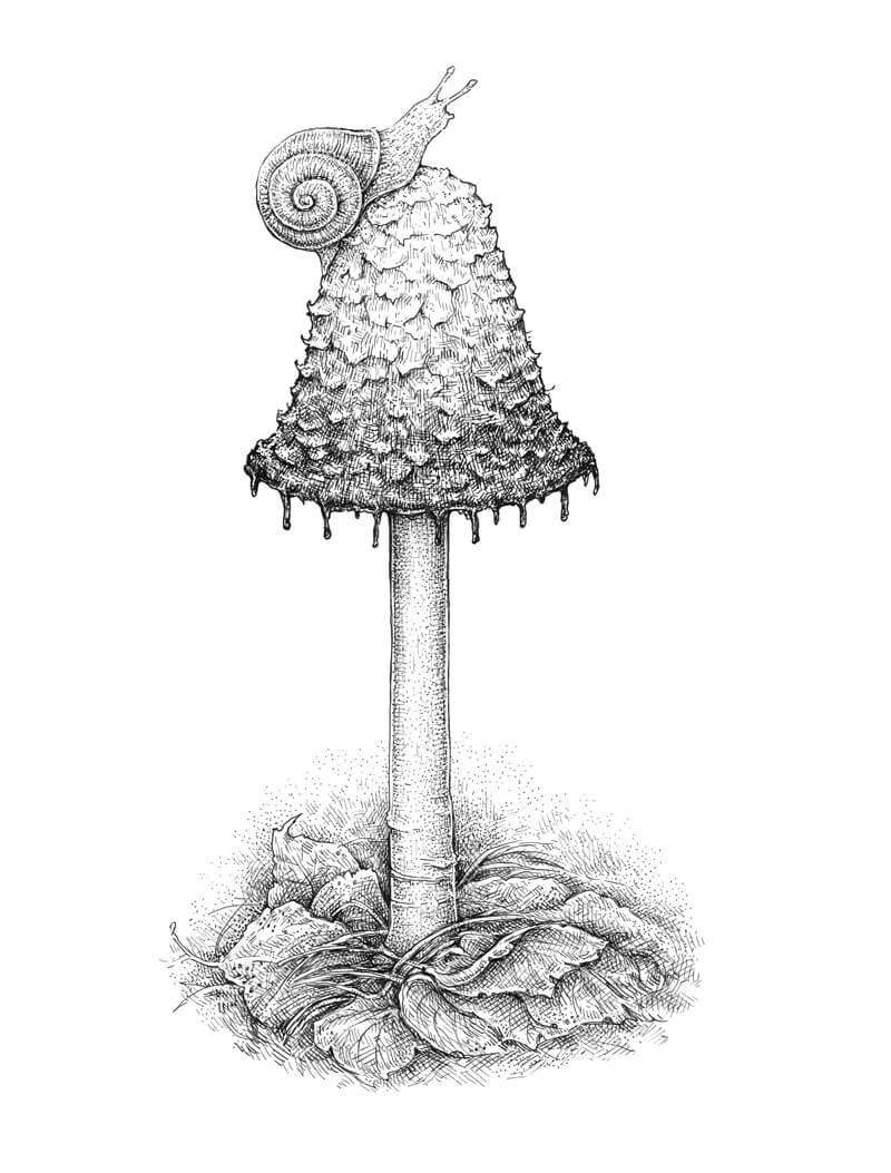 Mushroom Drawing with Pen and Ink