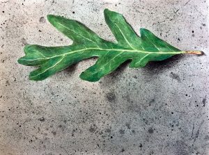 How to Draw a Leaf with Watercolor and Colored Pencils