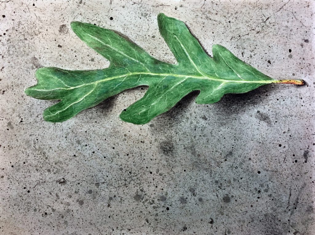 How to Draw a Leaf with Watercolor and Colored Pencils