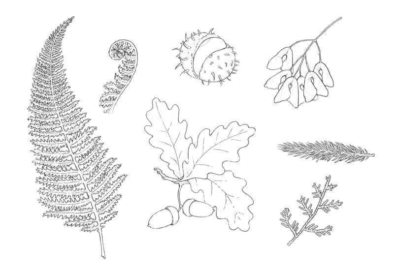 pen drawings of nature