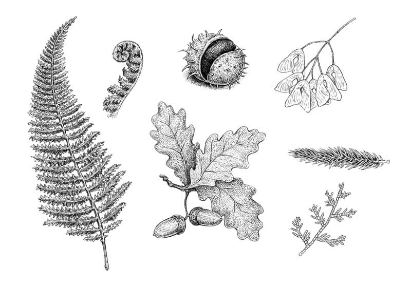 Create a Herbarium - Nature with