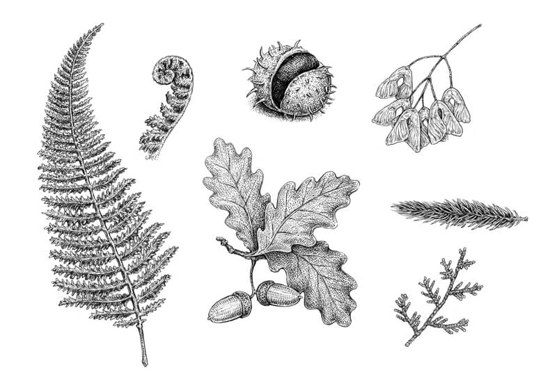 ink drawings of leaves