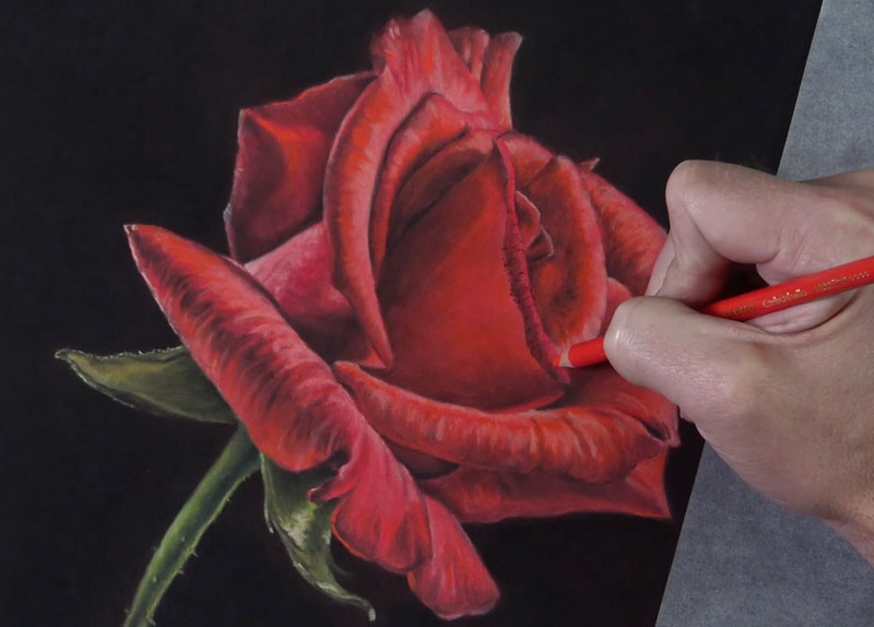 How to Draw a Rose: A Step by Step Guide