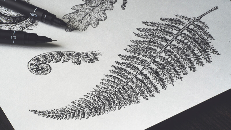 photo Creative Nature Pencil Sketches create a herbarium nature drawing