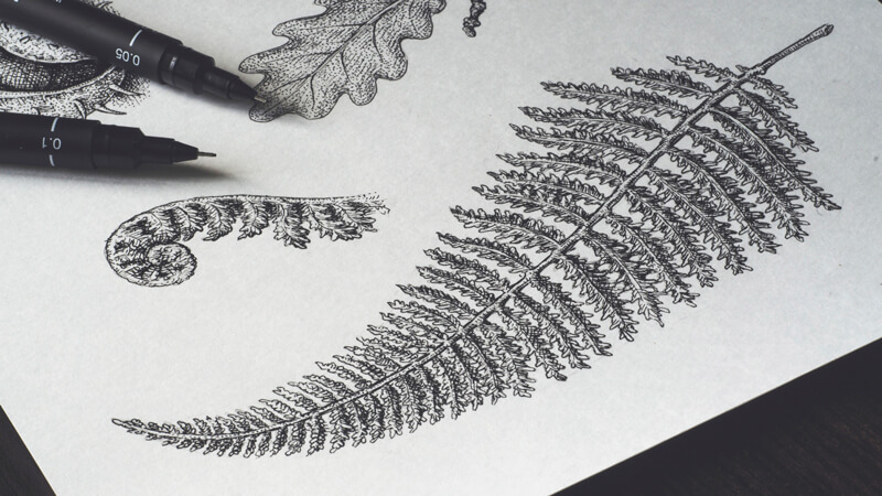 Pencil Drawing Kit [FREE NATURE DRAWING LESSON]