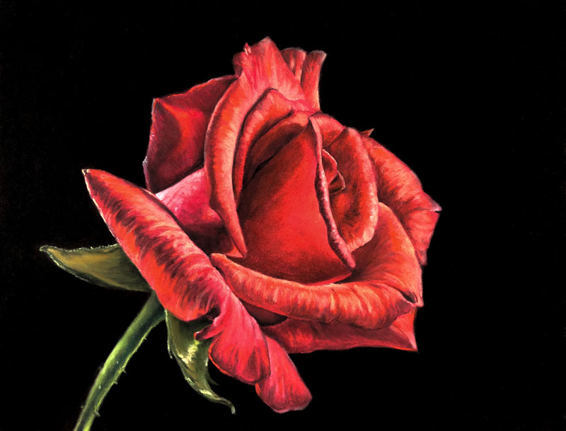 Drawing of a Rose with Pastels
