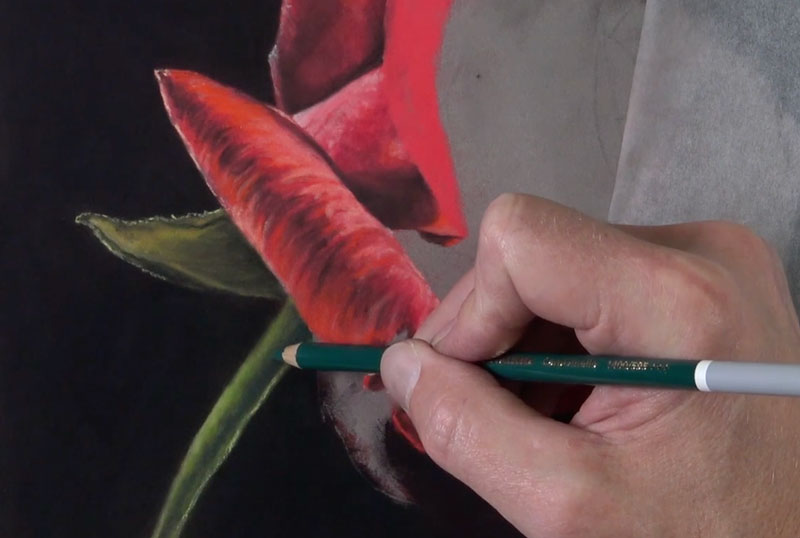 Drawing the stem and leaves of the rose