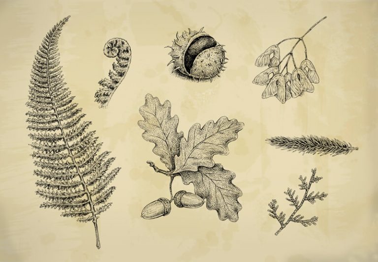 Create a Herbarium Nature Drawing with Ink