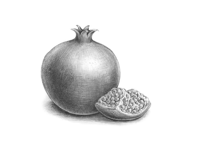 pomegranate pencil drawing