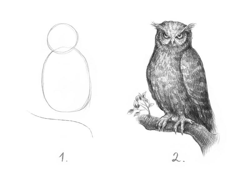 How to draw an owl meme