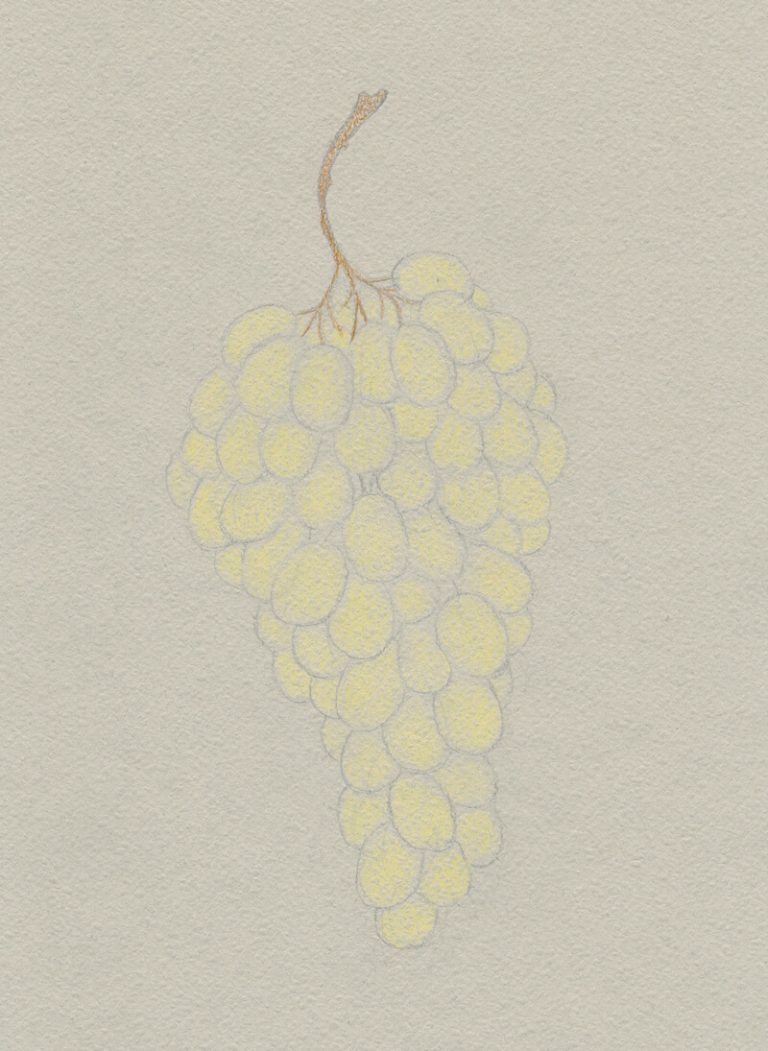 How to Draw Grapes with Colored Pencils