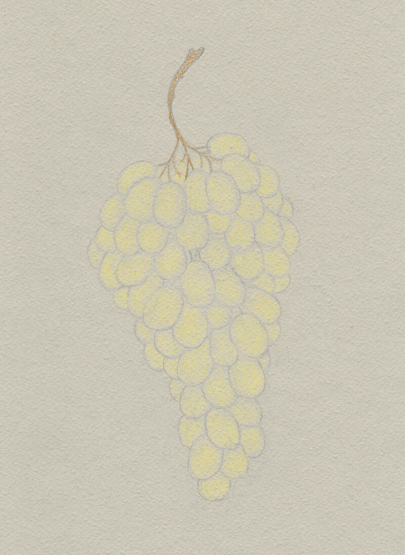 How to Draw Grapes in 12 Easy Steps - VerbNow | Easy drawings, Grape drawing,  Drawings