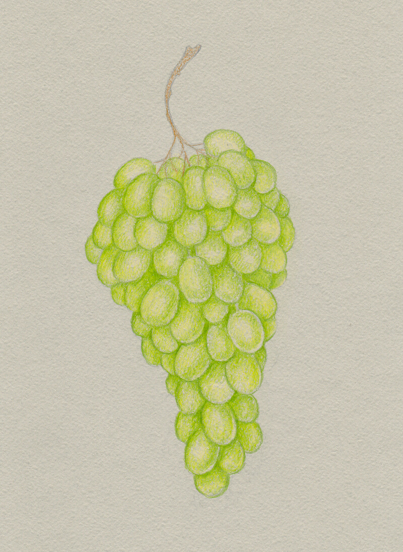 SOLDAntique Pencil Drawing Of Grapes