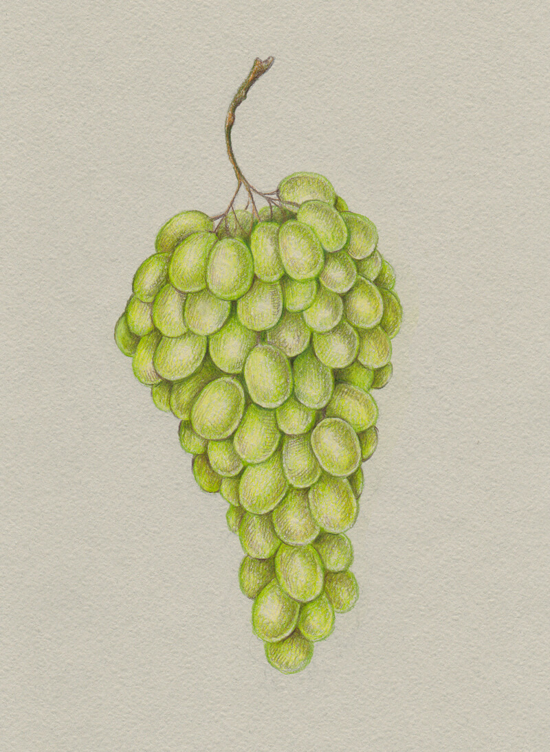 Newest For Grapes Drawing Color