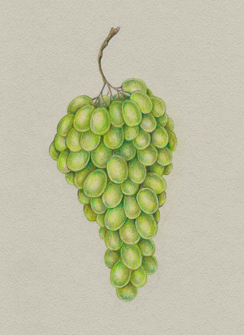 Download How to Draw Grapes with Colored Pencils