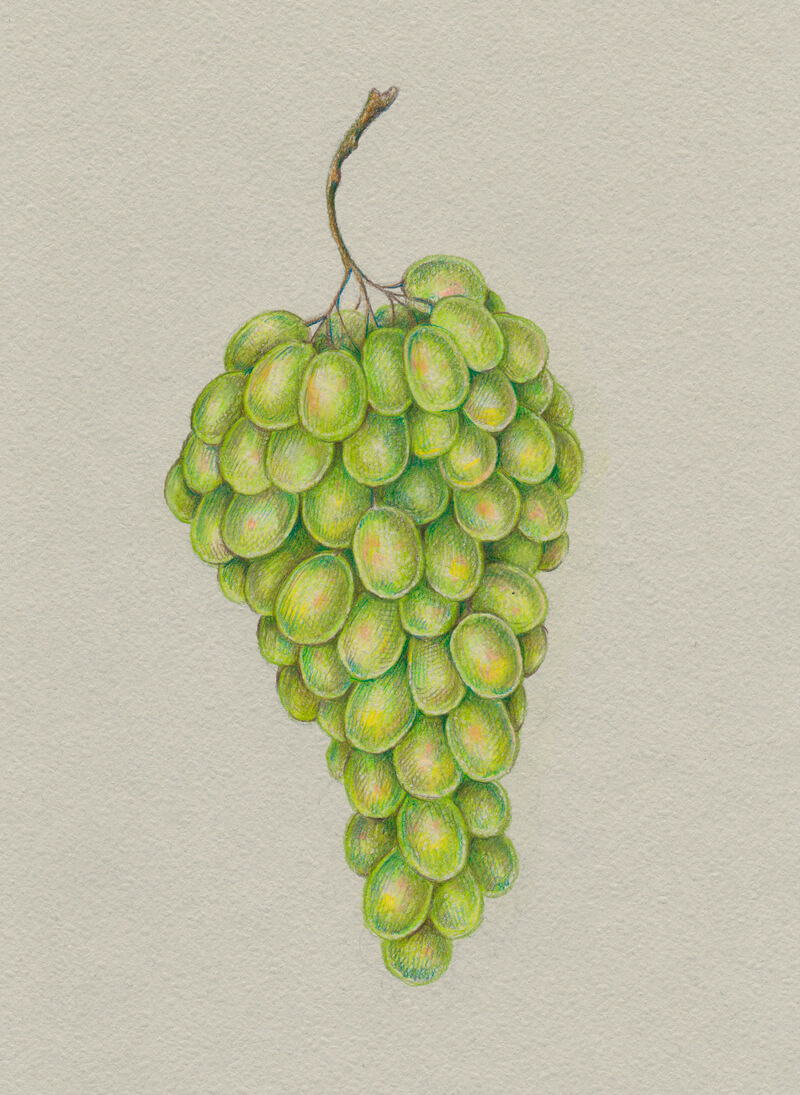 Dribbble  Grapes Sketch  Dribbblepng by Luka Grafera