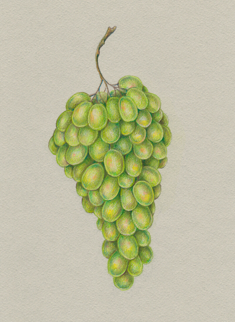 How to Draw Grapes with Colored Pencils