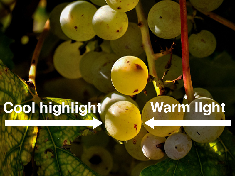 Light sources on a grape