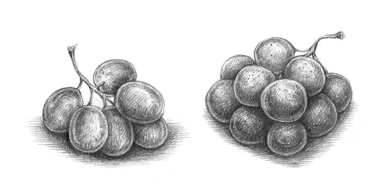 Grapes Drawings & Sketches for Kids - Art & Craft School | Facebook